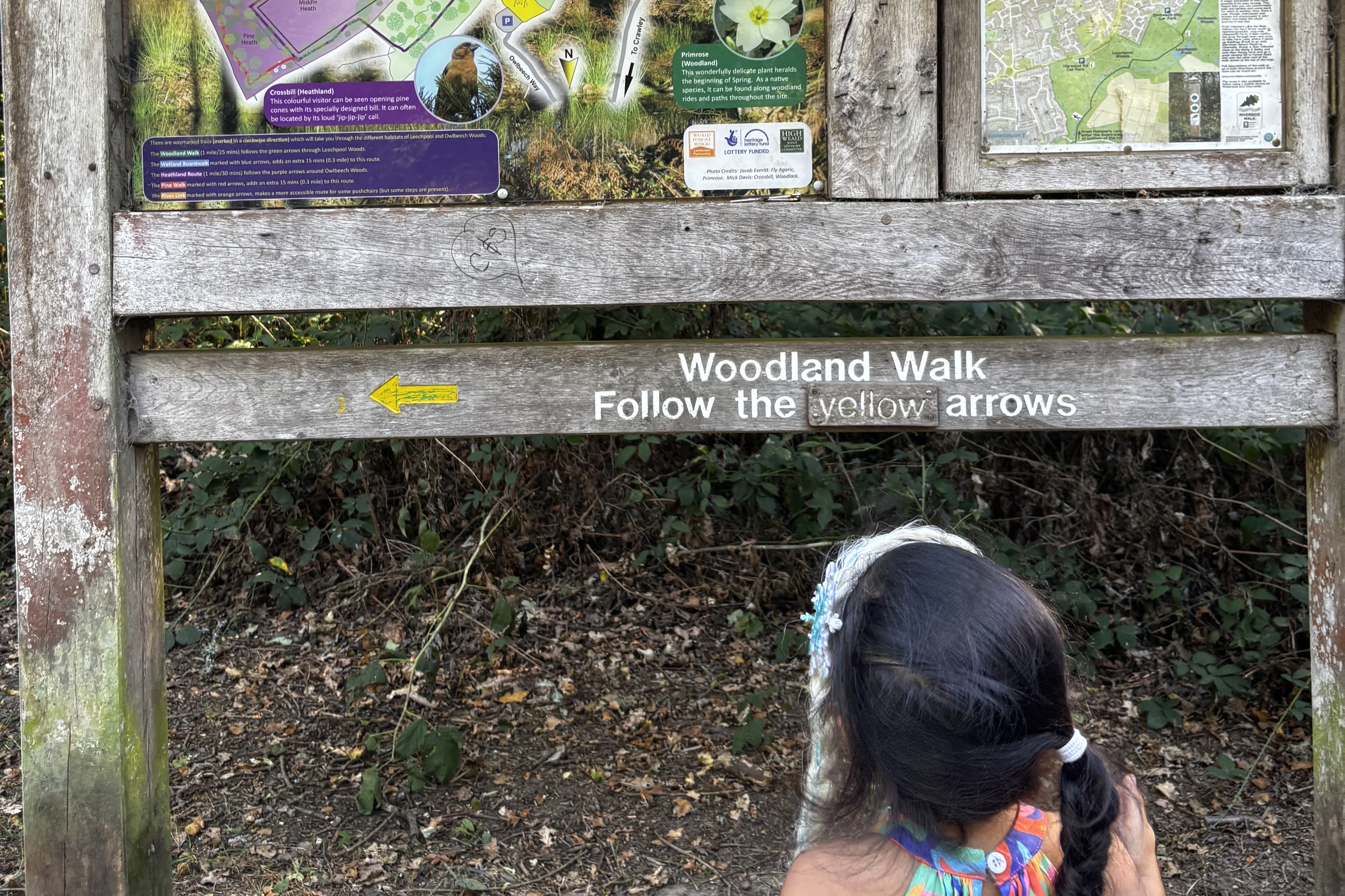 A girl looking at a woodland map