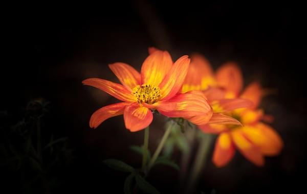 Image shows orange blossom flowers - Credit: Pezibear/Pixabay