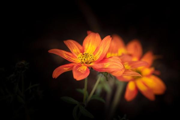 Image shows orange blossom flowers - Credit: Pezibear/Pixabay